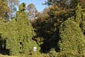 Kudzu climbing and covering trees