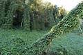 Kudzu smothering all other vegetation