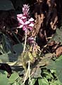 Kudzu Flowers and Fruit