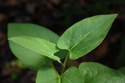 Leaves of lizard's tail showing the cordate base