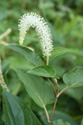 The inflorescence appears at the top of the plant and arches to one side