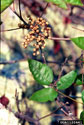 poison ivy Leaf and fruits small