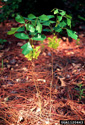 poison-oak - taller stems