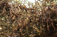 Resurrection fern - collection of dried fronds on a tree limb