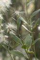 Leaves and mature fruit of B. halimifolia