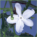 Tread softly - close-up of flower