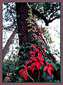 Virginia creeper - autumn foliage on a tree trunk