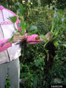 Two water hyacinth rosettes showing