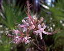 Wild azalea flowers