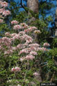 Wild azalea Inflorescences