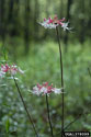 Wild azalea Inflorescences