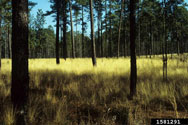 Wiregrass growing under pine trees in late summer