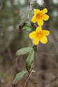 Flower and leaves