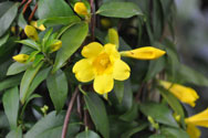 Close-up of flowers and leaves