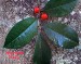 holly-fruit