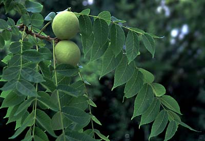 walnut-full