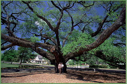 live-oak-full