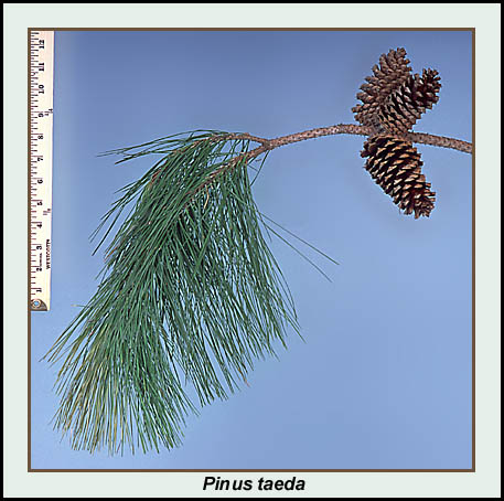 pine-loblolly-full