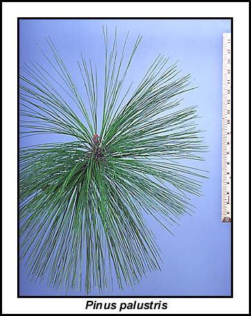 pine-longleaf-full