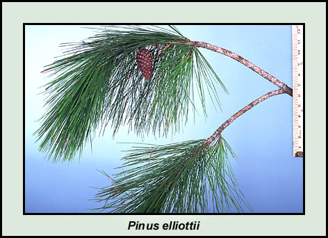 slash-pine-full