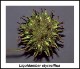 sweetgum-fruit