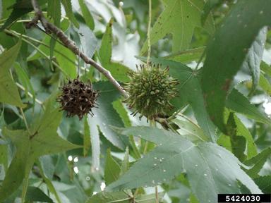 sweetgum-full