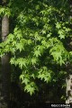 sweetgum-green-leaf