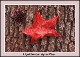 sweetgum-red-leaf