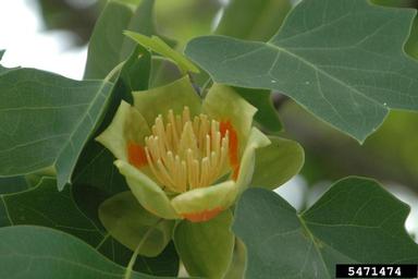 tuliptree-full