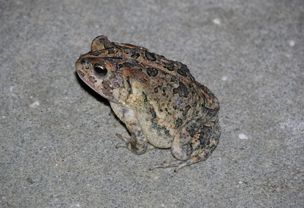 toad