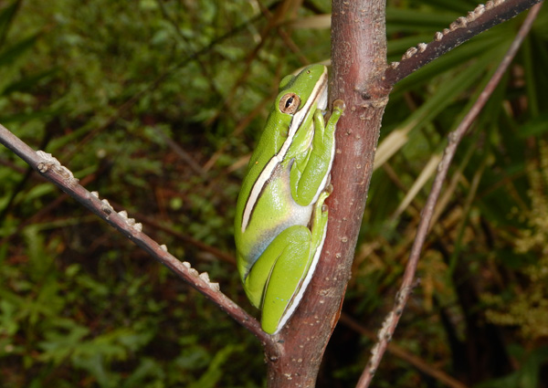 treefrog