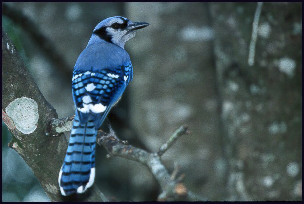 blue-jay