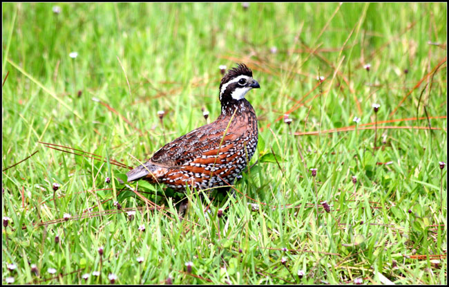 bobwhite