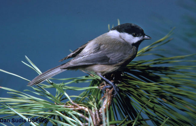 c-chickadee