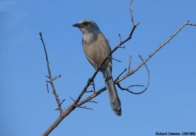 scrub-jay