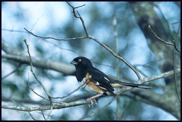 towhee