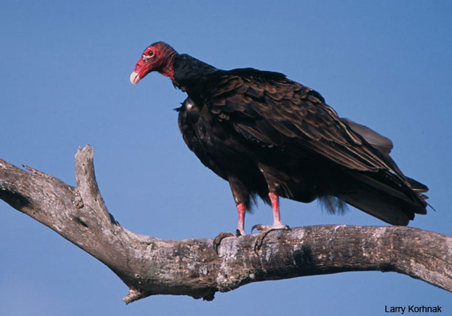 turkey-vulture