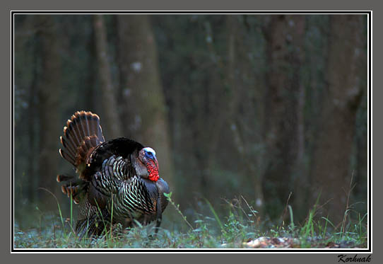 wild-turkey