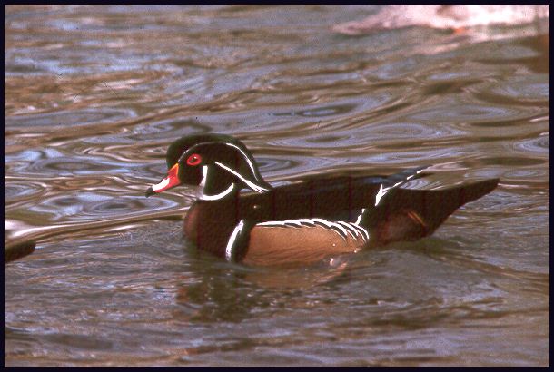 wood-duck