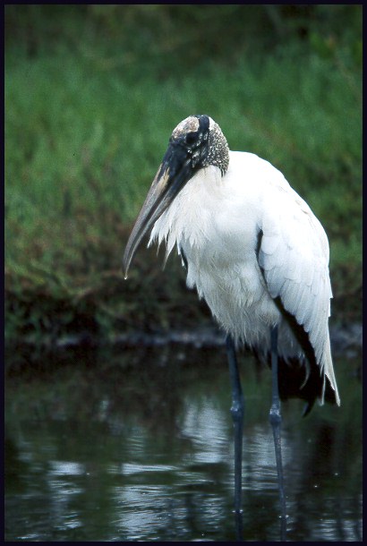 wood-stork