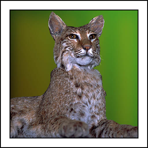 bobcat