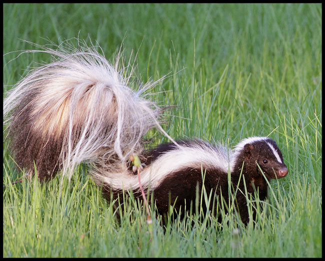 skunk