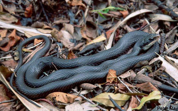 black-racer