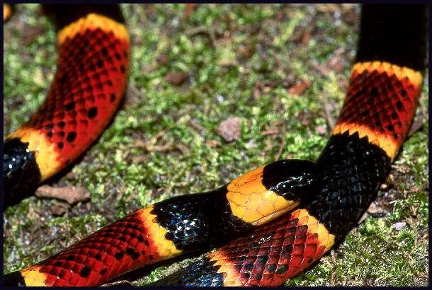 coral-snake