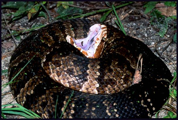 cottonmouth