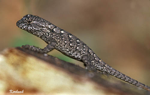 fence-lizard