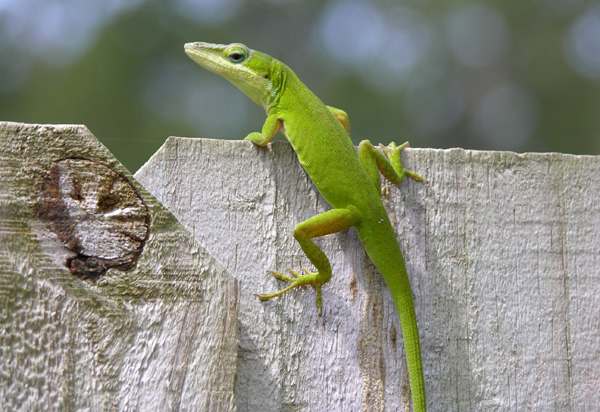 g-anole