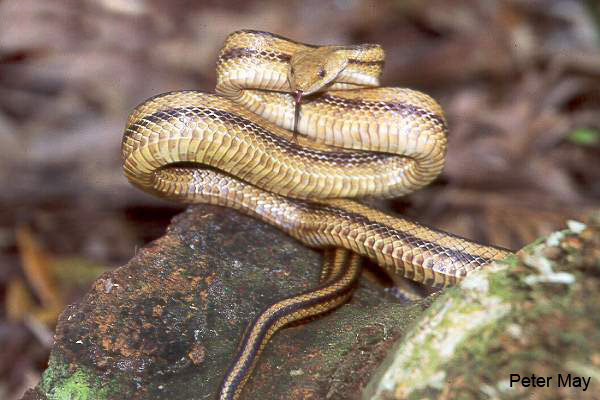 rat-snake