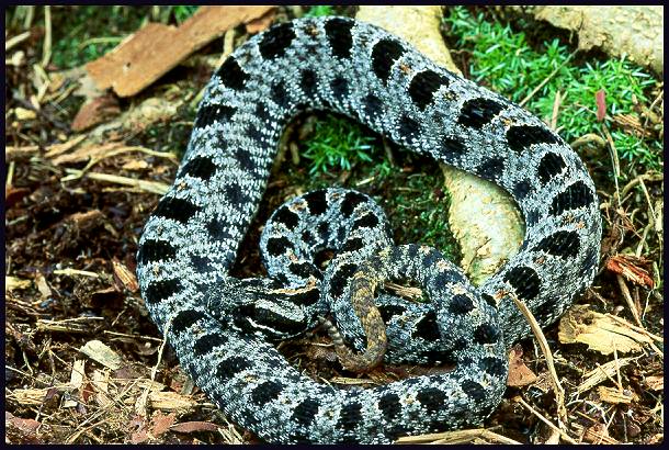 rattlesnake