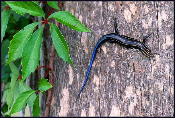 skink